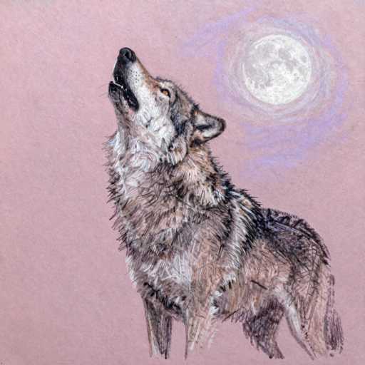 This detailed drawing depicts a wolf howling at a large, white moon. The wolf, positioned on the left side of the image, has its head tilted upwards, mouth open, revealing its teeth and a black nose. Its fur is a mix of gray, black, and white, with a distinctive white chest and a black stripe running down its back. The wolf's eyes are a striking yellow, and its ears are laid back. The background is a light pink, with the moon situated in the upper right corner. Surrounding the moon is a swirling pattern of purple and blue, adding a mystical quality to the scene. The drawing appears to be created with colored pencils, giving it a textured and vibrant appearance.