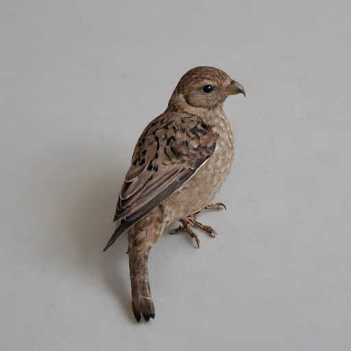A detailed, realistic taxidermy bird, likely a partridge or similar species, is positioned in the center of a plain white surface. The bird's brown plumage exhibits intricate feather patterns, and its head is turned to the left. The lighting is even, highlighting the bird's lifelike texture and form in a still-life style.