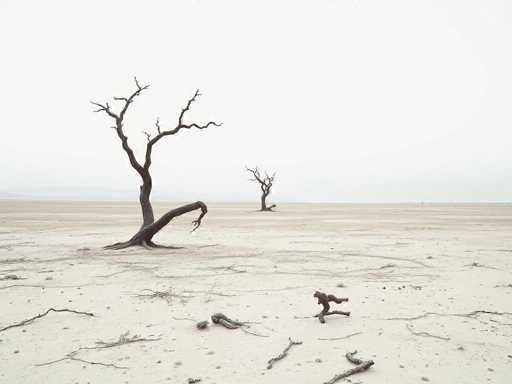 The image depicts two dead trees with twisted trunks and branches on a barren plain of dirt and sand under an overcast sky.