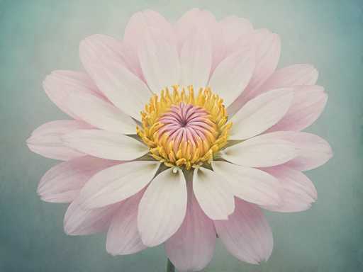 This image features a detailed painting of a large, blooming flower with numerous petals. The petals are predominantly white with subtle hints of pink, creating a delicate and ethereal appearance. At the center of the flower, there is a prominent cluster of yellow stamens, adding a vibrant focal point to the composition. The background is a soft, light blue color, which complements the flower's hues and enhances the overall serene atmosphere of the painting. The flower is depicted in full bloom, with its petals radiating outward in a harmonious and balanced arrangement.