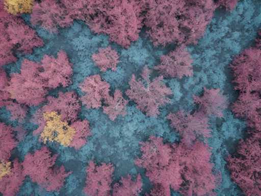 The image shows an aerial view of a forest with trees painted in various shades of pink and blue. The trees are densely packed together, creating a vibrant and colorful scene. The perspective is from above, providing a bird's eye view of the forest below.