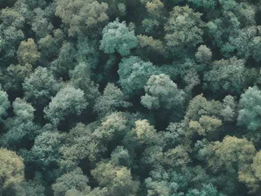 This aerial photograph captures a vast expanse of forest, showcasing a diverse array of tree types and colors. The image is dominated by various shades of green, ranging from light to dark hues, interspersed with touches of yellow and brown. The trees appear to be densely packed, creating a lush canopy that stretches across the entire frame. The photograph is taken from a high vantage point, possibly from a helicopter or airplane, offering a broad view of the forest canopy. The trees are tightly clustered, with no visible ground or other landscape features, emphasizing the dense and expansive nature of the forest. The overall scene is one of natural beauty and tranquility, highlighting the rich biodiversity of the forest ecosystem.