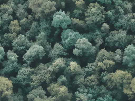 The image shows a close-up view of a forest scene with trees and foliage in various shades of green. The background is a light beige color that contrasts with the darker greens of the trees. The perspective is from above, providing an aerial view of the densely packed forest.