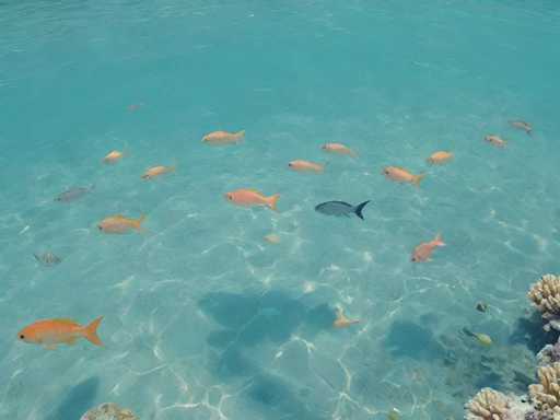 This image captures a vibrant underwater scene, likely taken from a boat or a dock, showcasing a shallow ocean or lagoon with crystal-clear, light blue water. The water is so transparent that you can see the sandy bottom and the shadows of the people taking the picture. The scene is teeming with a variety of colorful fish, including orange, pink, gray, and blue ones, swimming in all directions. Some fish are closer to the surface, while others are deeper down. On the right side of the image, there are patches of white coral, adding to the rich marine landscape. The overall setting is bright and sunny, enhancing the vivid colors and clarity of the water, making it a picturesque snapshot of a bustling underwater ecosystem.